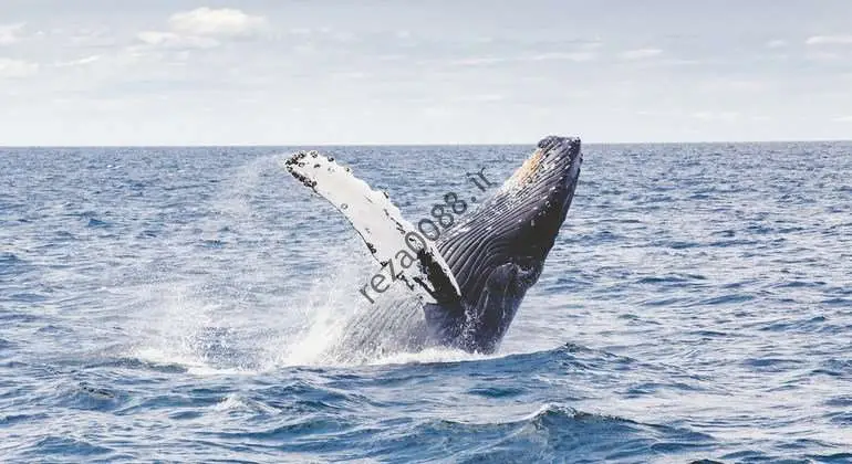 نمایندگان سازمان ملل متحد در مورد حفاظت از تنوع زیستی دریایی در آب های بین المللی به توافق تاریخی دست یافتند